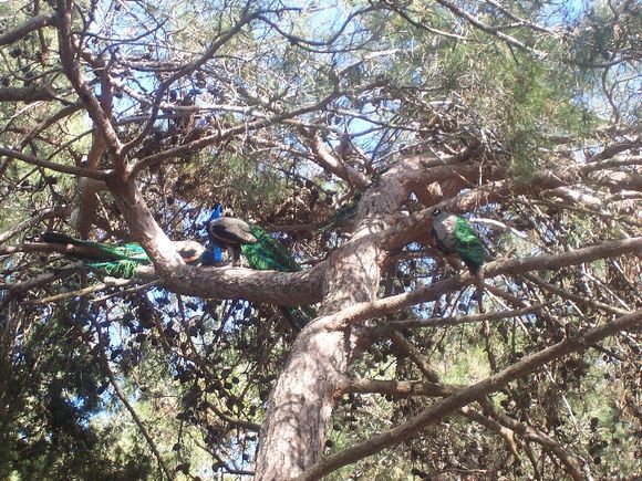 peafowls in Plaka forest in Kos island