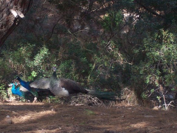 Little forest of Plaka,many peafowls are waiting for you to admire!