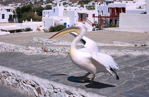 Yes Ma\'m, this way - and then to the left...
Petros, Mykonos VIP :)