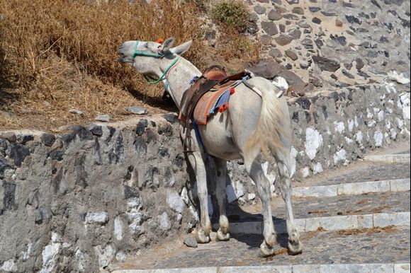 Hungry donkey