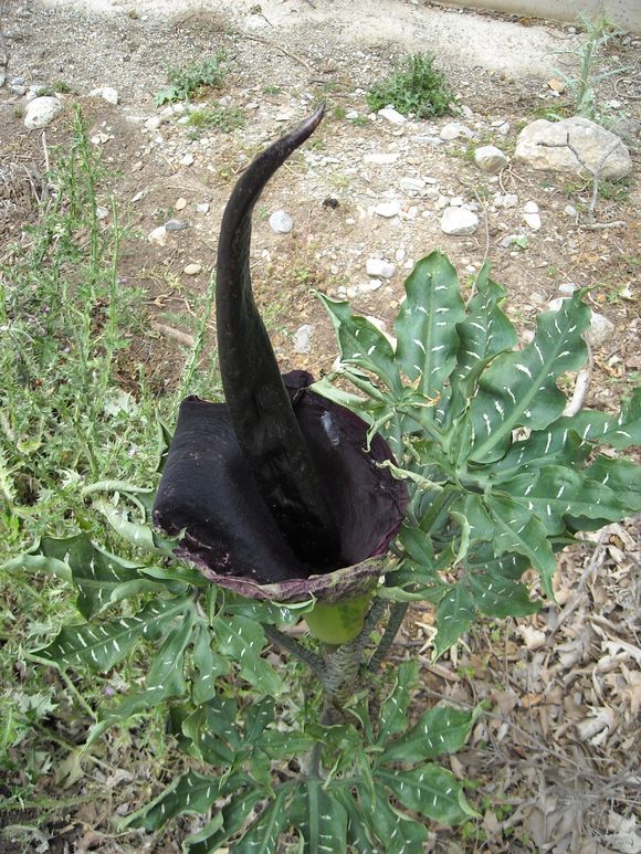 Any ideas what this plant is? It's massive and there are many on the mountain roadside...