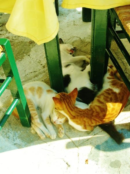 Lazy cats in the shade