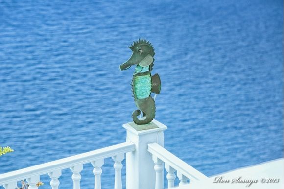 Seahorse with a view