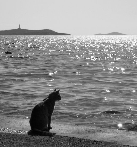 the cat and the see