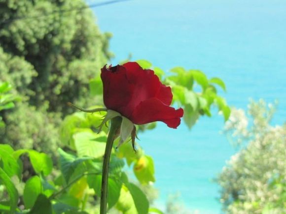 Morning rose above the sea