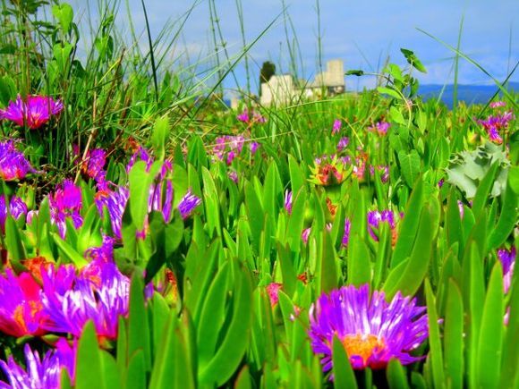Green fields of Agios Oros