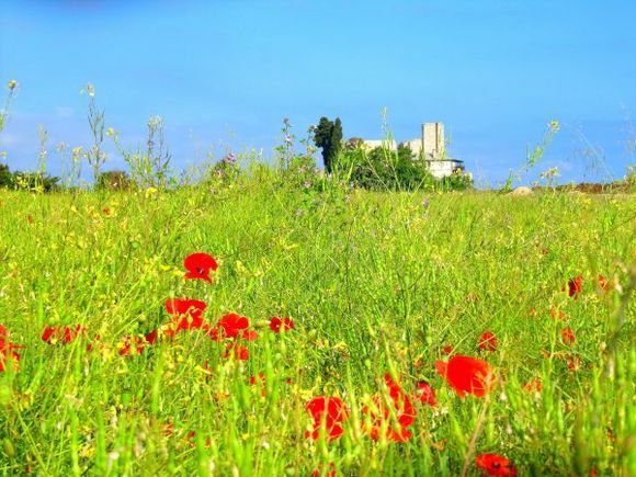 Poppies field  on Athos