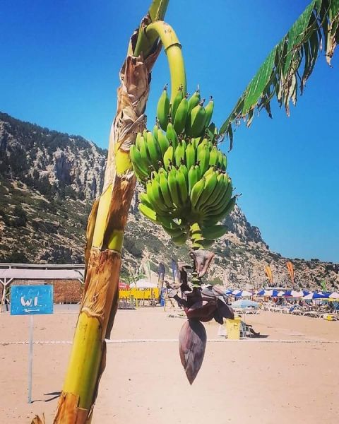 Tsambika hot beach and banana tree