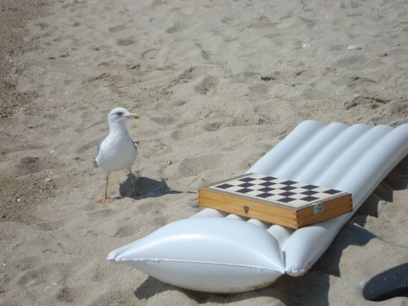 seagull lover of chess!