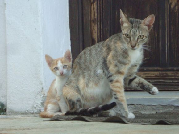 Chora:mother cat and kitten