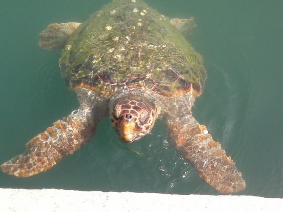 Argostoli's turtle