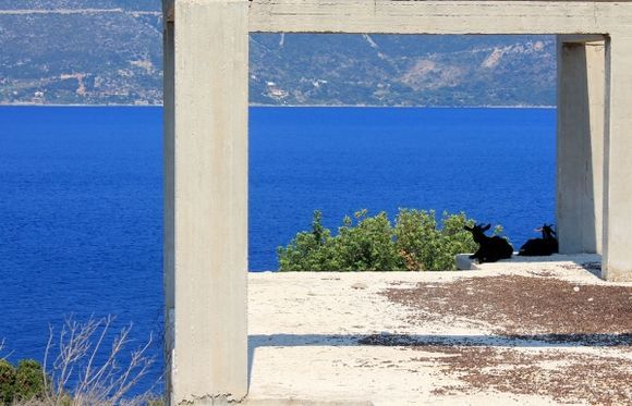 goats close to Agia Sophia