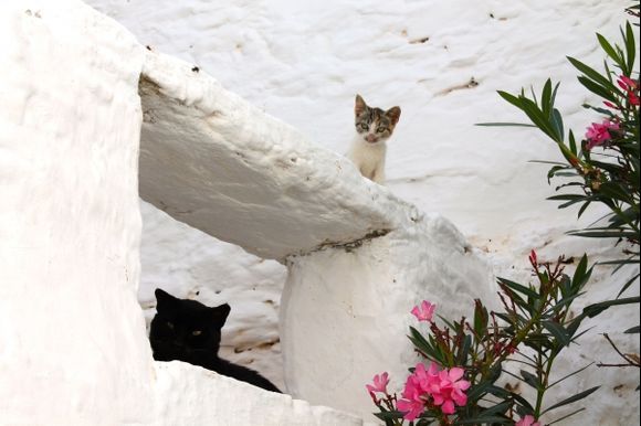 cats'monastery