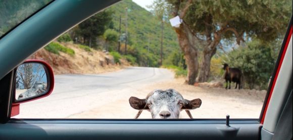 curious goat