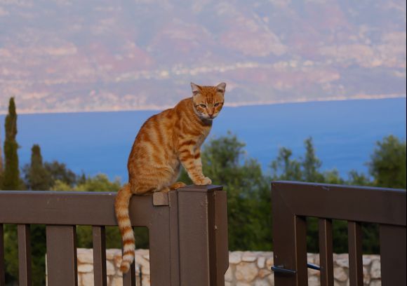 Erissos cat with Ithaca behind