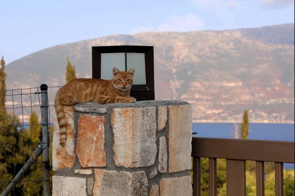 Erissos's cat with Ithaca behind