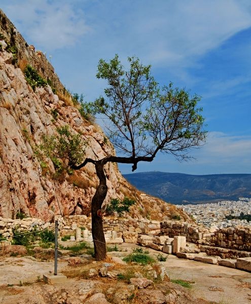 A tree grows in Athens