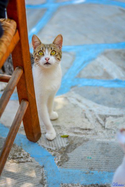 Always-present greek cats