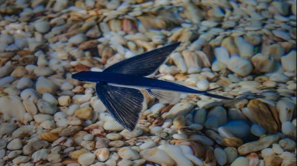 Flying Fish in Plouska Beach