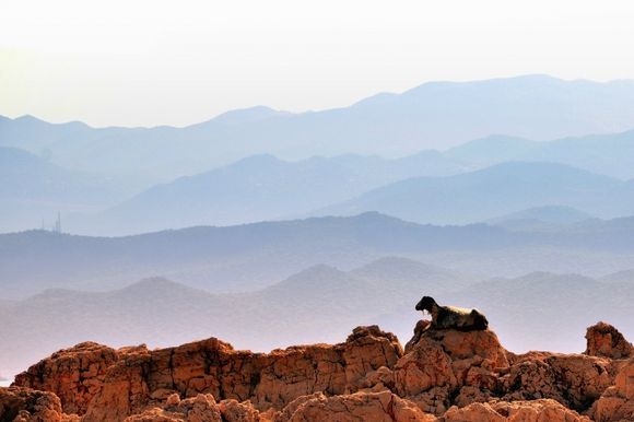 Goat looking at Turkish mountains