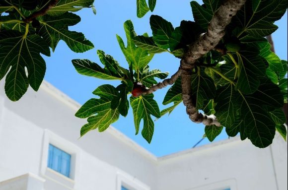 Seeking shade under a fig tree