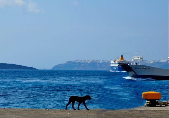 One dog day...a lonely dog in Santorini..
