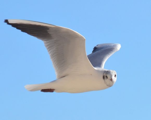 Distracted by a click :D

(from a Blue Star ferry)