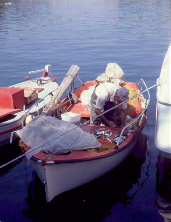 Sorting the catch at Zakynthos