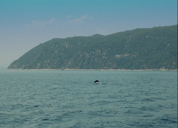 dolphin tumbling in the waters near Mount Athos. The monastery settlement of Thibais in the background