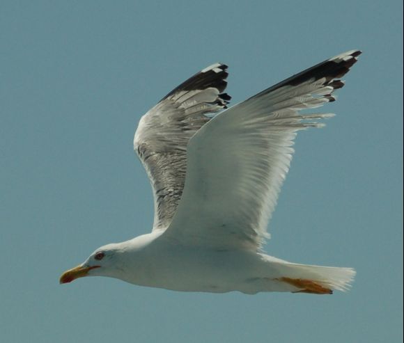 escoring seagull.