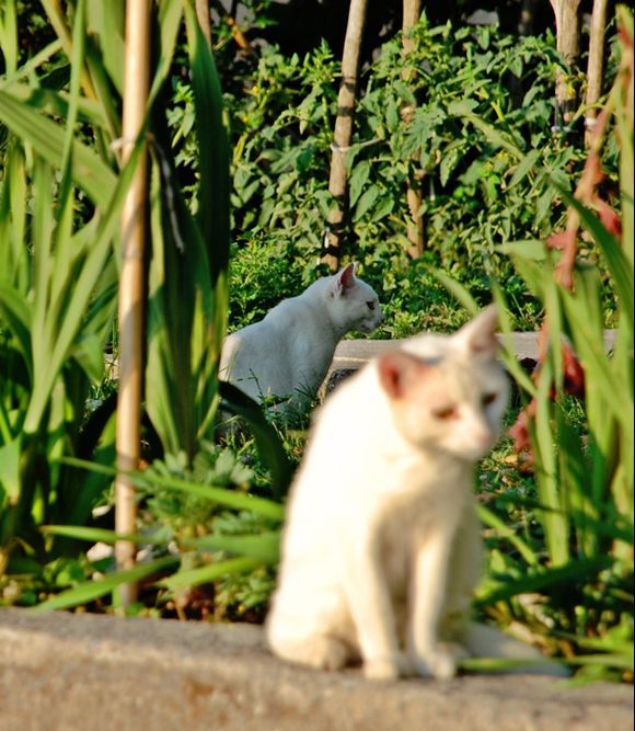two white cats ...