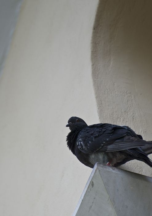 Peristeri (pigeon)