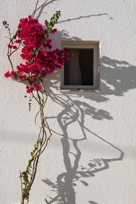 Flower and shadow