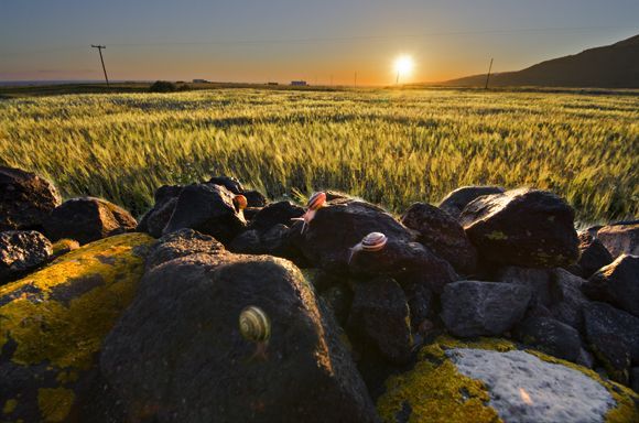 Santorini, Sun and Snails