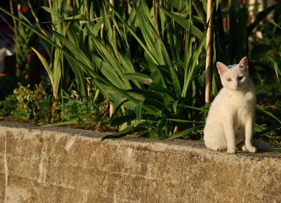 the white cat