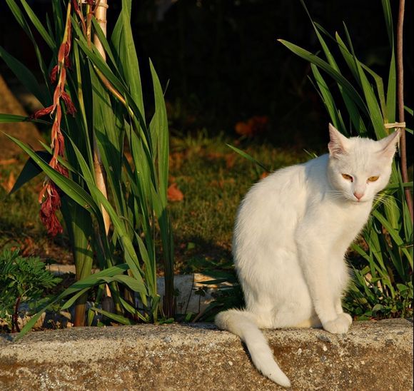 one white cat ...