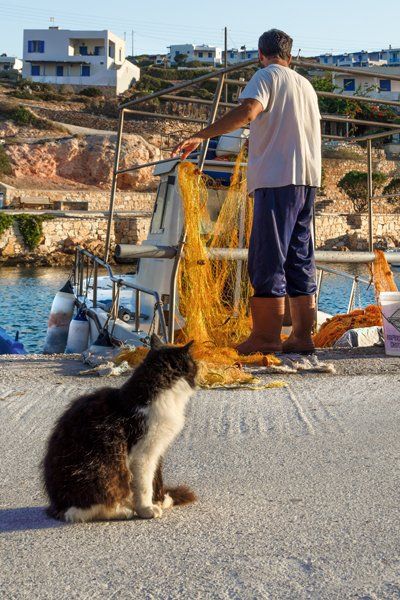 Fisherman and Cat