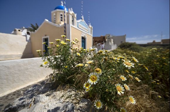 Spring Flowers