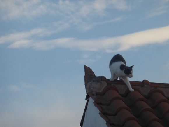 Cat on a hot roof, four stories high, Zakynthos town