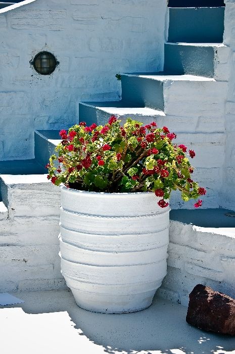 Flowers in an urn