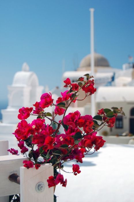 Bouganvilla with Oia in the background