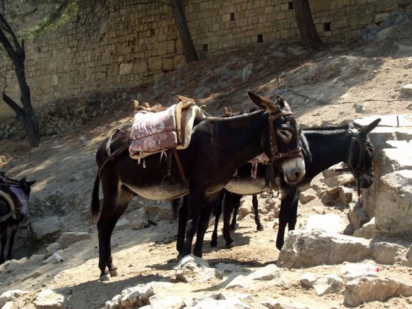 Donkeys at Lindos