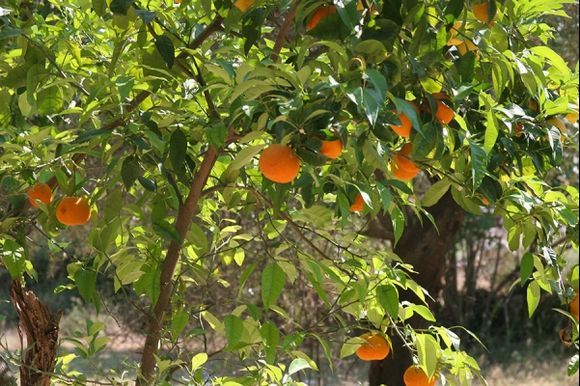 Oranges in  Lefkada