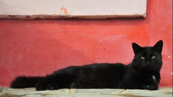 Black cat of Pelion