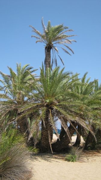 Crete Vai beach Palm forest
