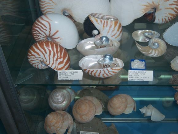 Corfu Sea Shell Museum in Benitses