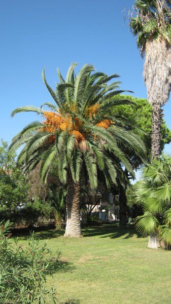 Nikiti Palms