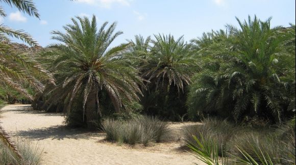 Crete Vai beach Palm forest