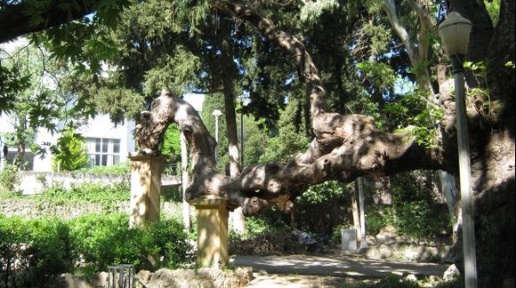 Rhodes Town Rodini park