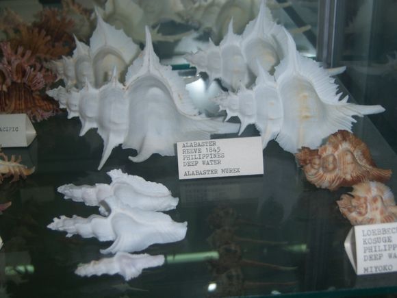 Corfu Shell Museum in Benitses